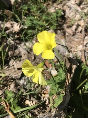 Oxalis pes-caprae