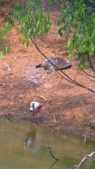 Apalone spinifera pallida