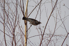 Turdus pilaris