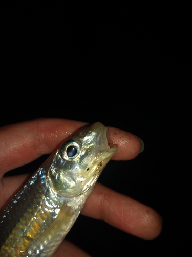 Silver chub (Macrhybopsis storeriana) — Cyprinidae
