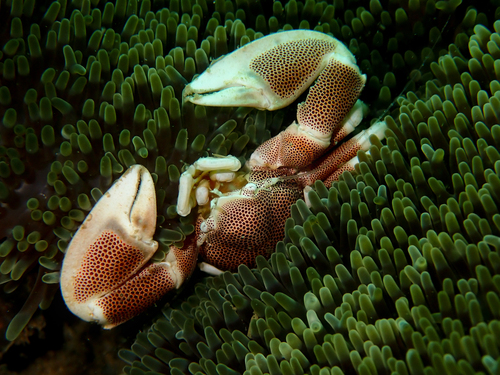 Porcelain crab