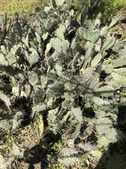 Opuntia