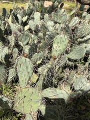 Opuntia