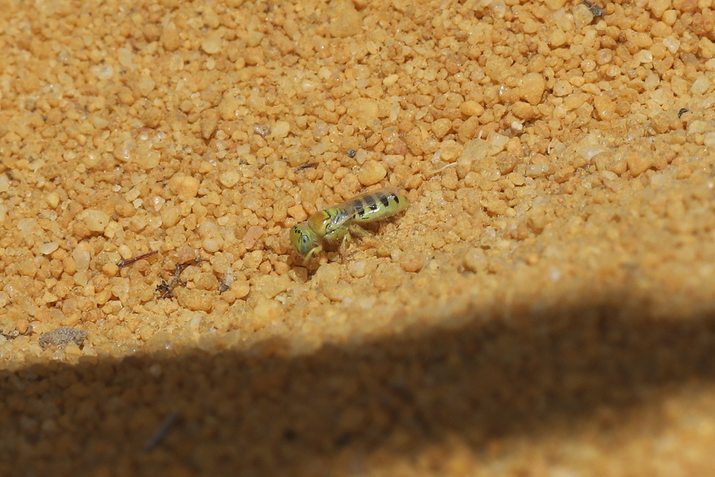 Xanthesma brachycera