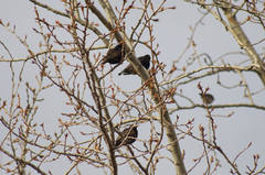 Sturnus vulgaris