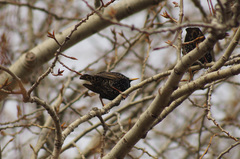 Sturnus vulgaris