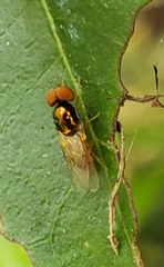 Microchrysa