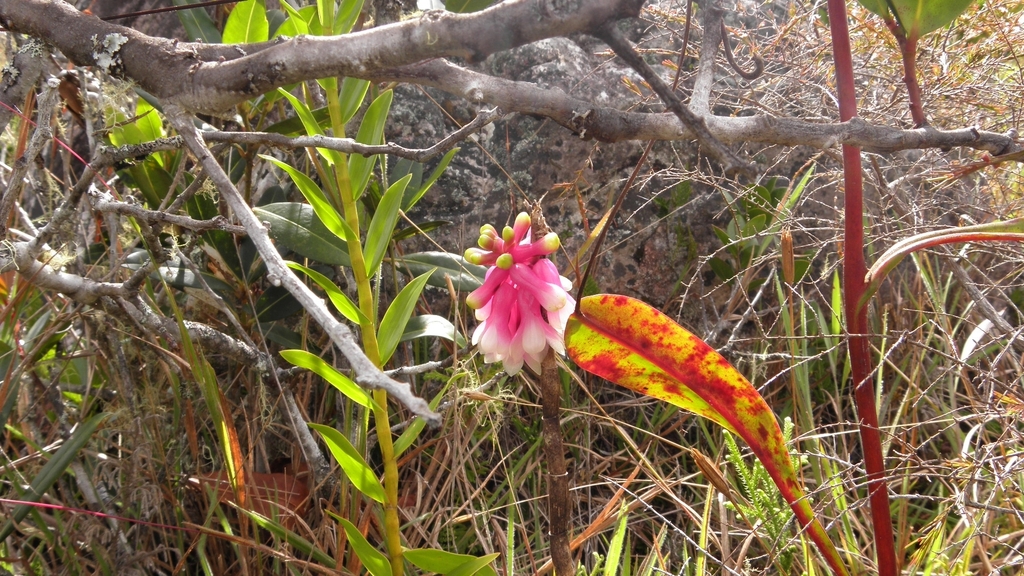 Dendrobium obtusum Schltr. 3