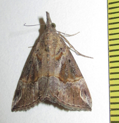 Hypena varialis