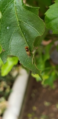 Microchrysa