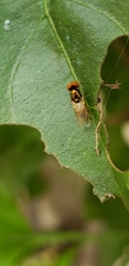 Microchrysa