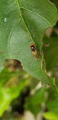 Microchrysa