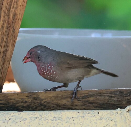 Brown Firefinch (Lagonosticta nitidula), photo 4