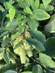 Flemingia strobilifera image