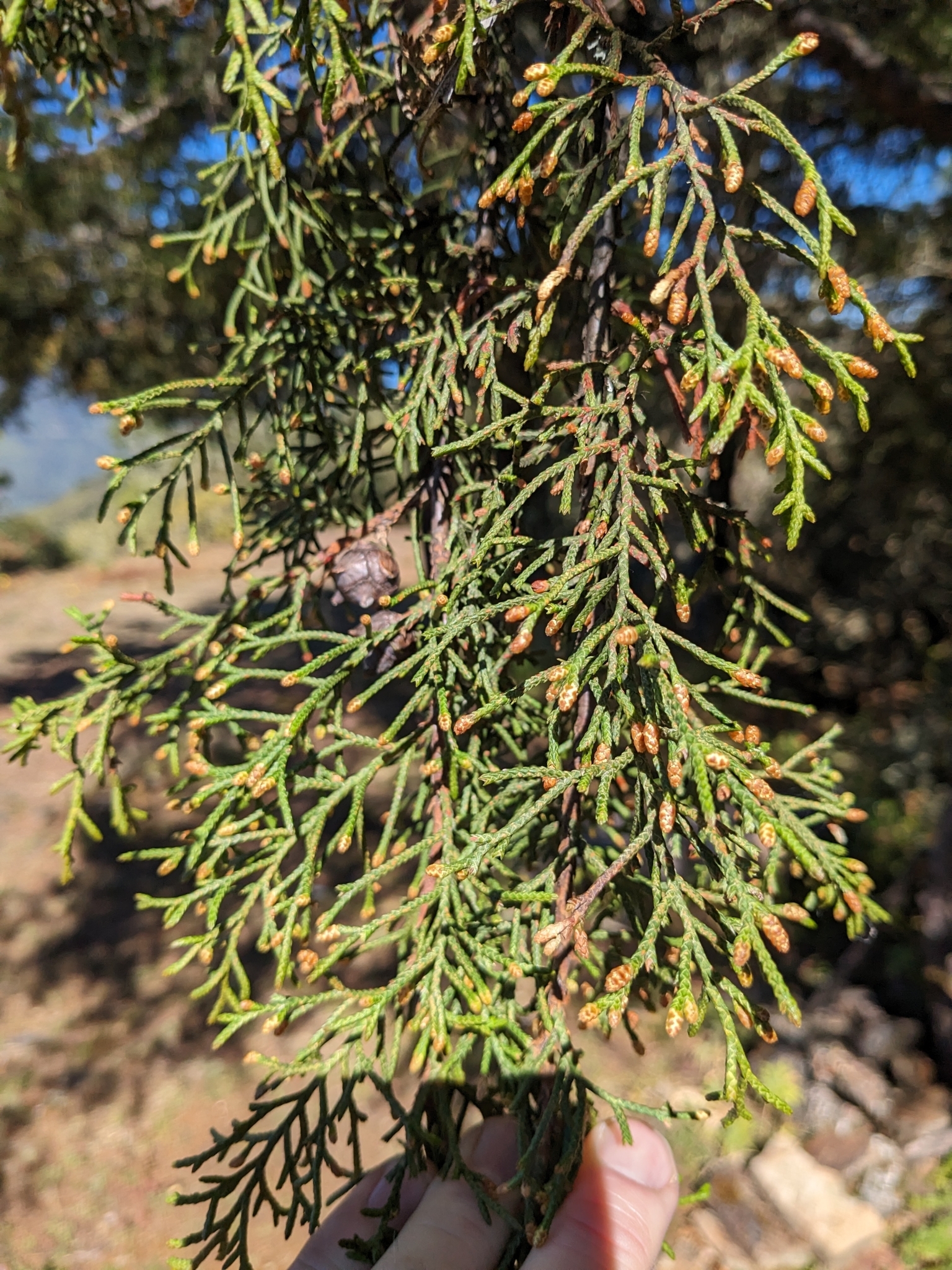 Imagem de Cedro-do-Buçaco