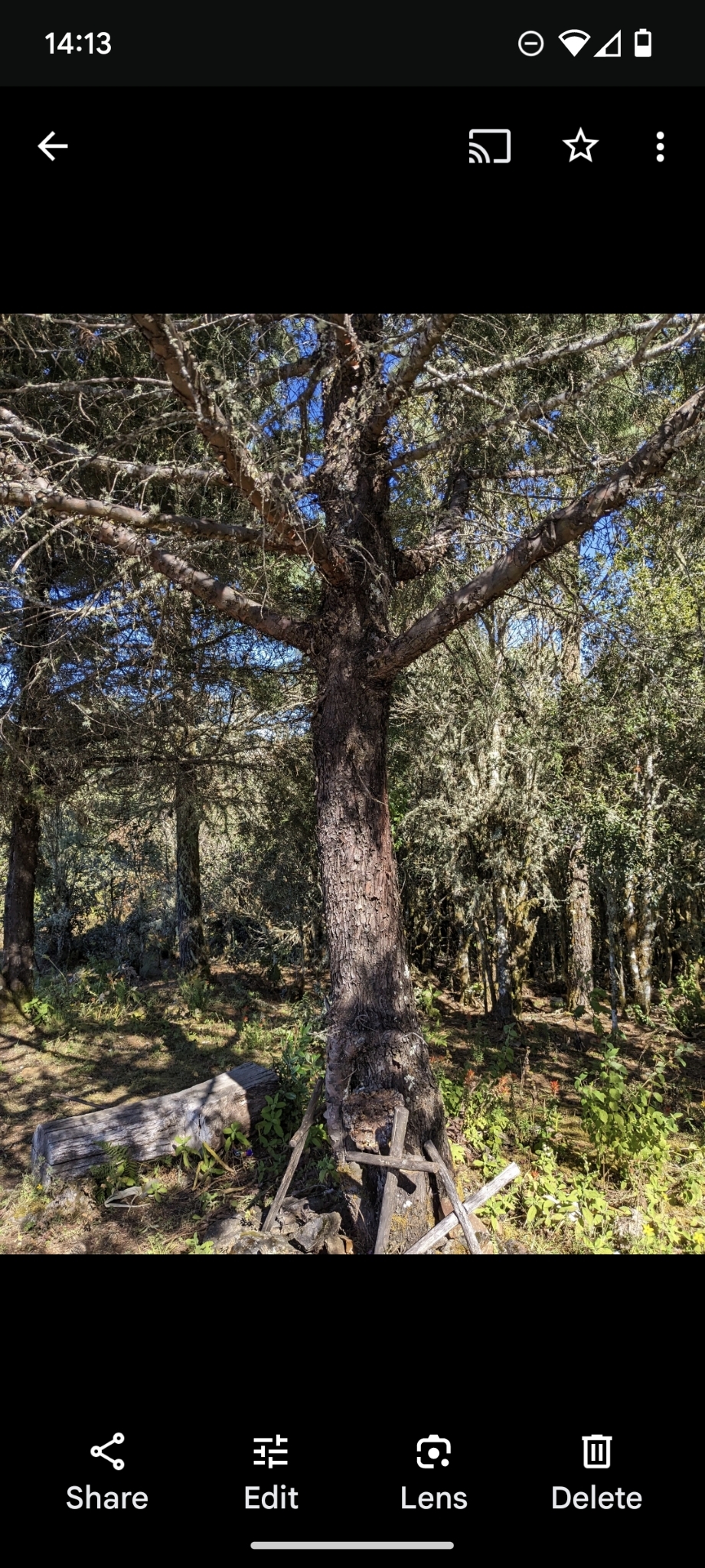 Imagem de Cedro-do-Buçaco