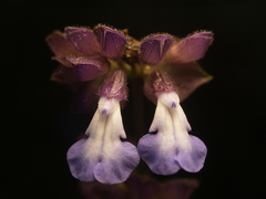 Salvia compsostachys