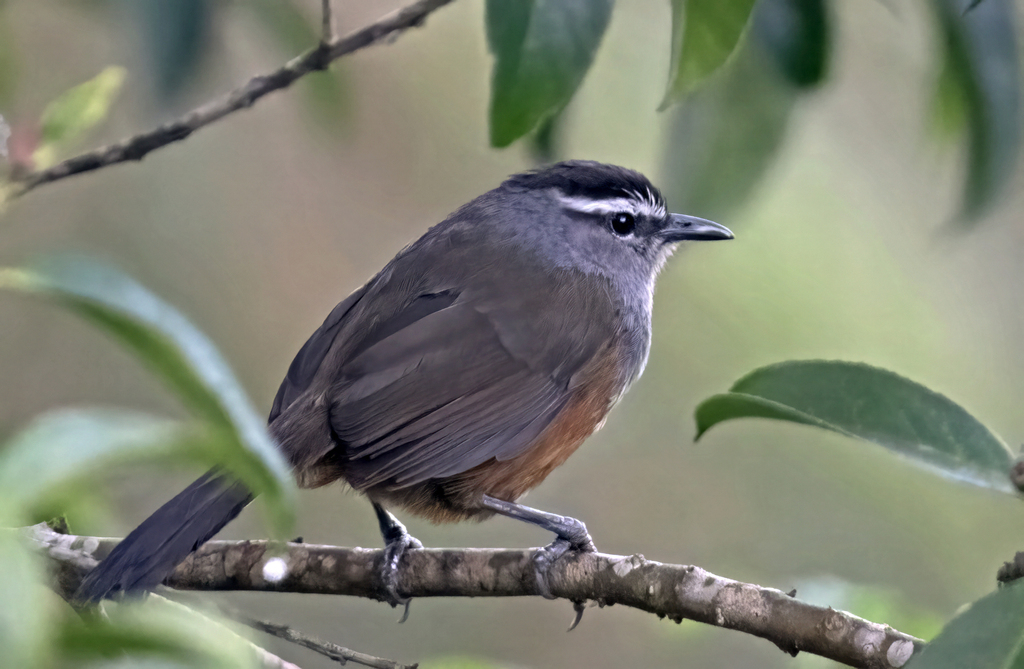 Palani Laughingthrush (Montecincla fairbanki) photo
