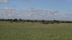 Connochaetes taurinus albojubatus