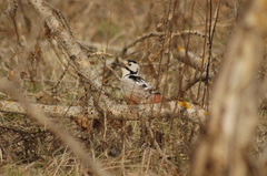 Dendrocopos leucotos