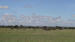 Connochaetes taurinus albojubatus