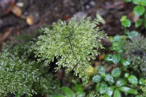 Hymenophyllum seselifolium, 2024-01-13