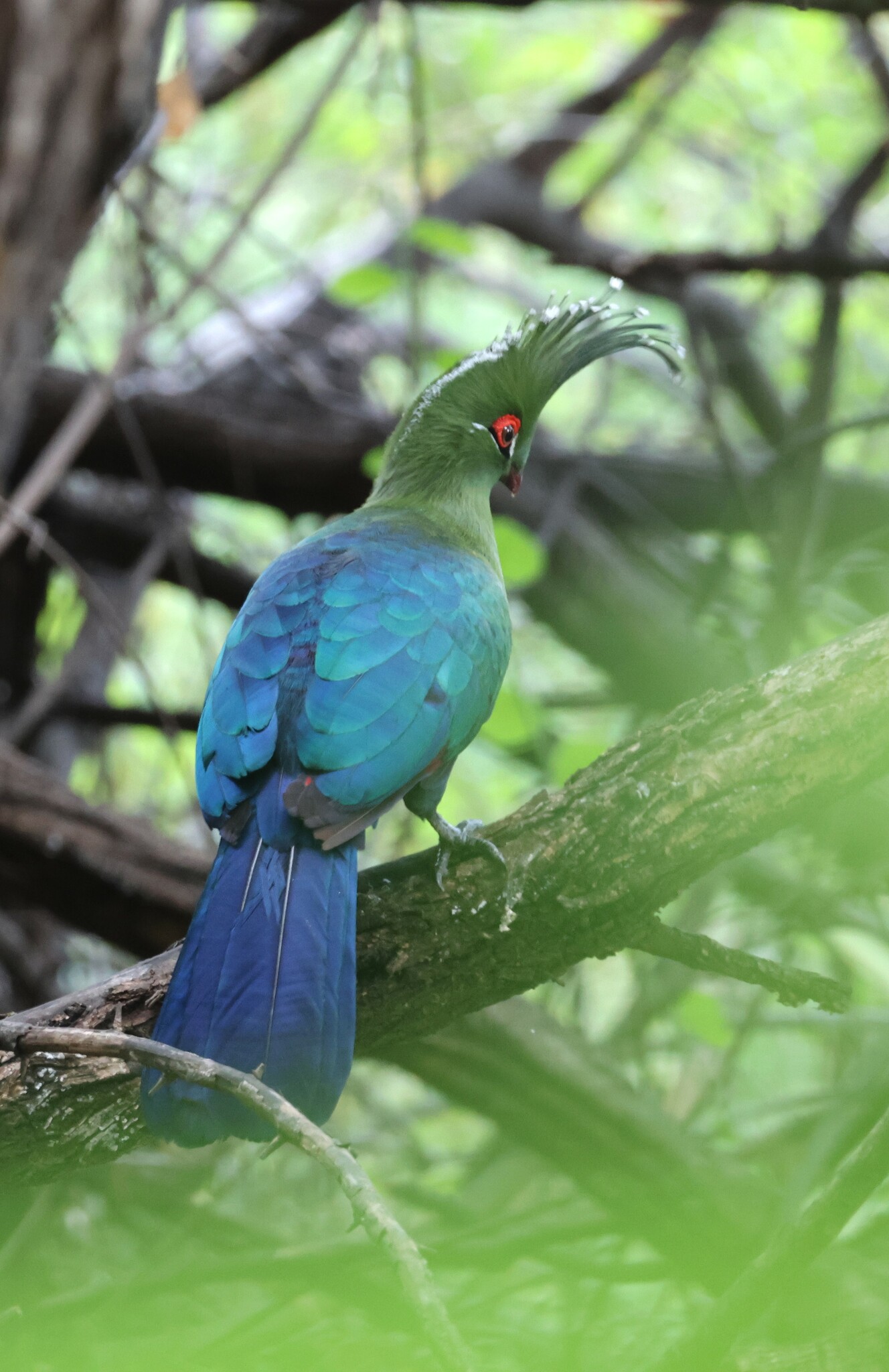 Schalow's Turaco (Tauraco schalowi)