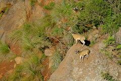 Oreotragus oreotragus transvaalensis