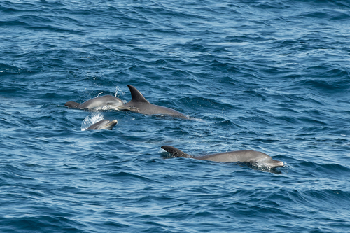 Indo-Pacific Bottlenose Dolphin