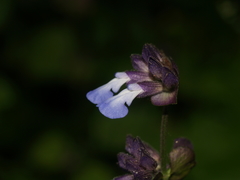 Salvia compsostachys