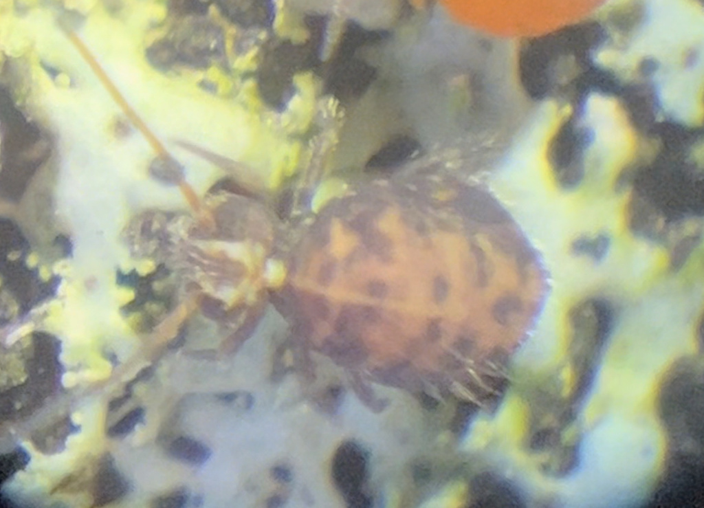 Katianna maryae