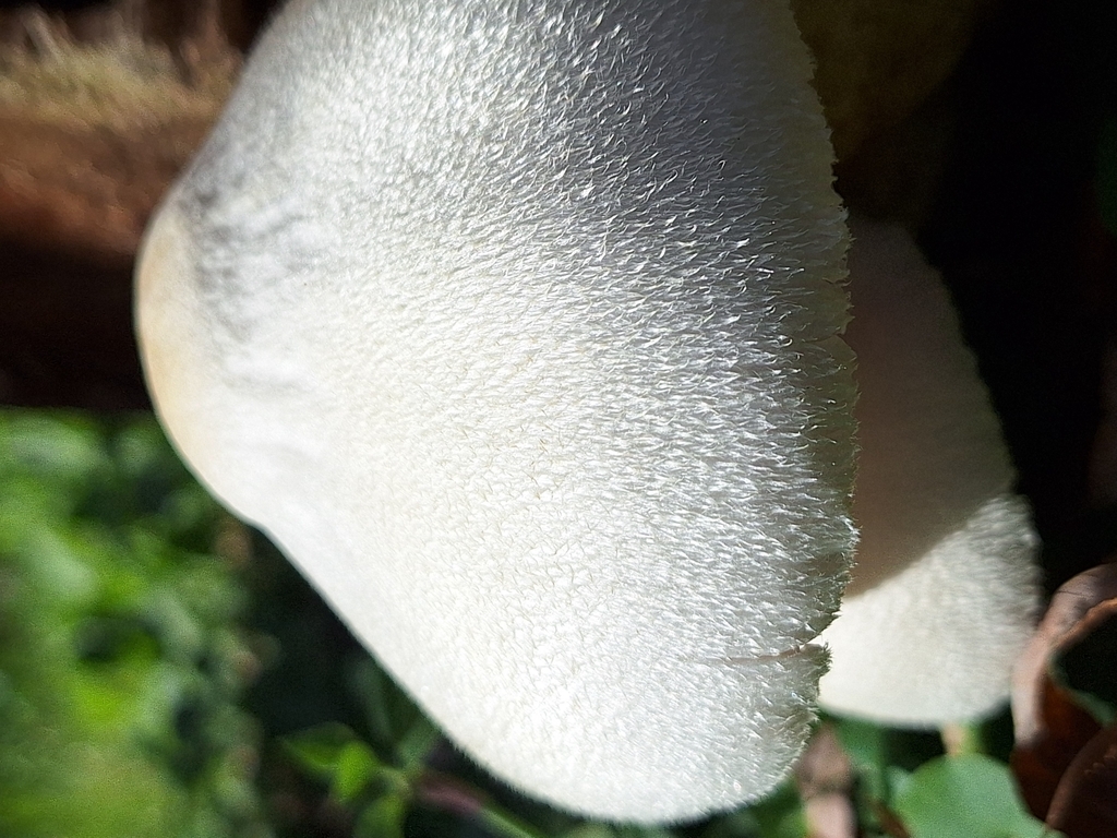 Volvariella bombycina · February 2024 · photo: © rocio_pose (iNaturalist, cc-by)