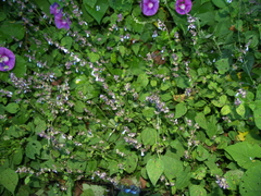 Salvia compsostachys