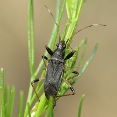 Froeschneria piligera