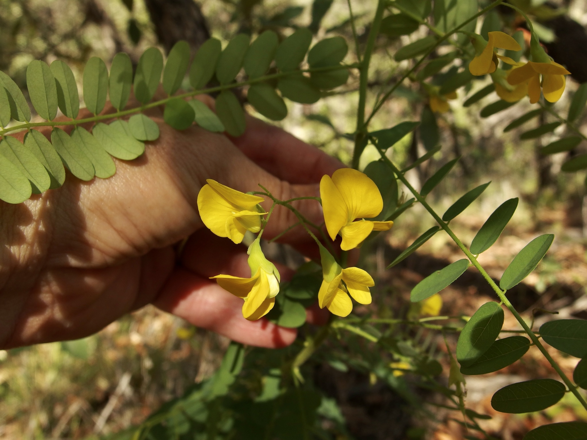 Diphysa thurberi