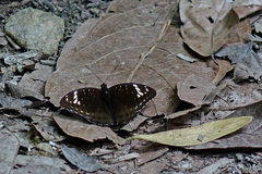 Lexias aeetes