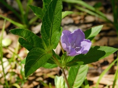 Ruellia caroliniensis image