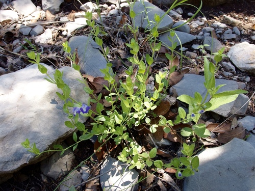 Image of Scutellaria potosina by (c) Sue Carnahan, some rights reserved (CC BY)