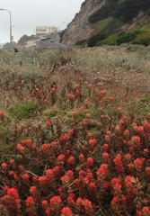 Castilleja affinis affinis