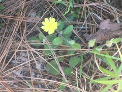 Crocanthemum carolinianum