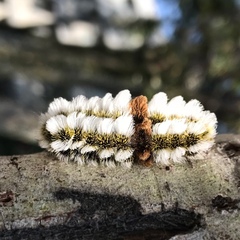 Megalopyge defoliata