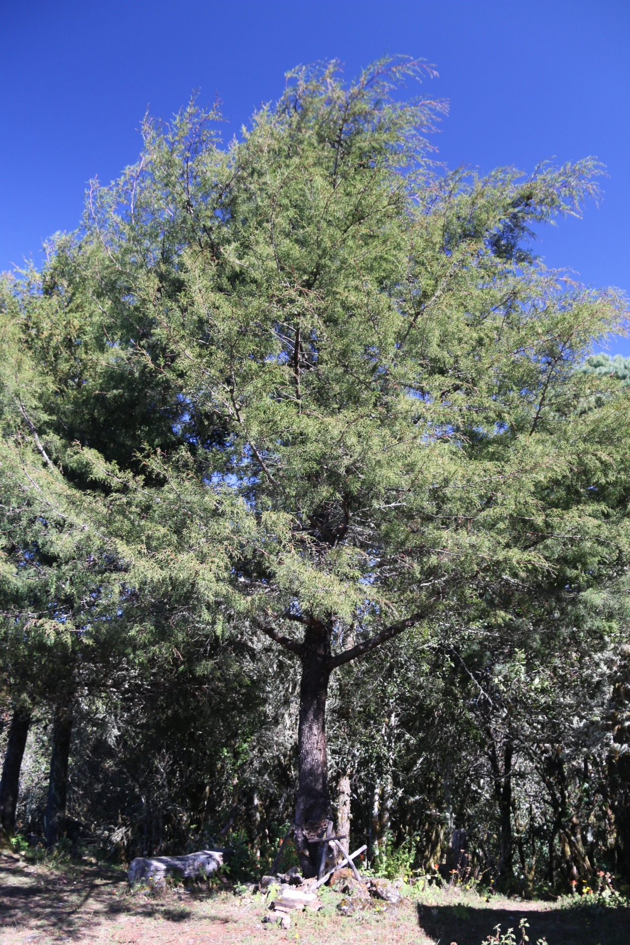 Imagem de Cedro-do-Buçaco