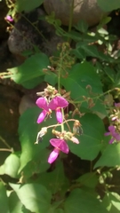 Desmodium subsessile