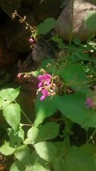 Desmodium subsessile