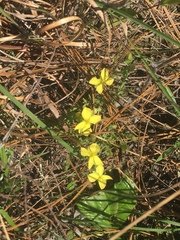 Hypericum suffruticosum