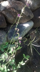 Desmodium subsessile