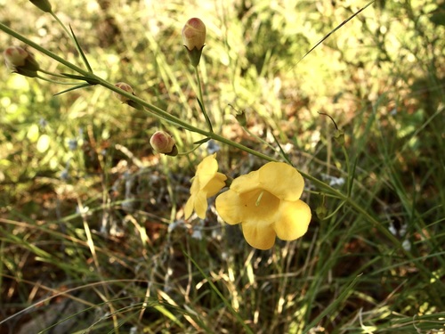 Arizona desert foxglove (Brachystigma wrightii)