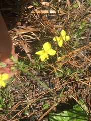 Hypericum suffruticosum