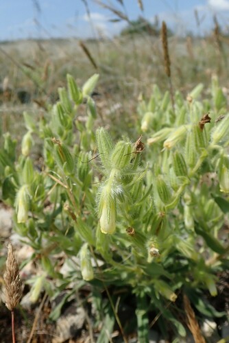 Image of Onosma fastigiata by (c) Benoit NABHOLZ, some rights reserved (CC BY-SA)