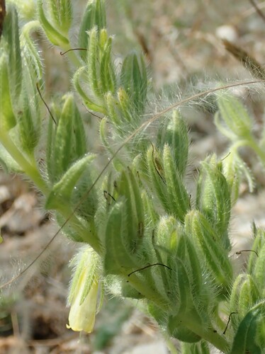 Image of Onosma fastigiata by (c) Benoit NABHOLZ, some rights reserved (CC BY-SA)
